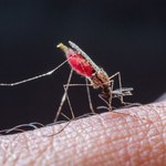 ​Aplikacja do walki z komarami