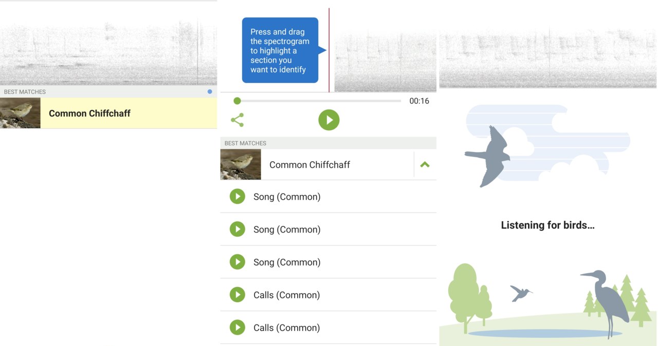 Aplikacja Merlin Bird sama rozpoznaje odgłos ptaka z nagrania i dopasowuje do gatunku. Podczas prób wyniki były bezbłędne /Karol Kubak /domena publiczna