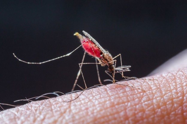 Aplikacja ZanzaMapp ma ułatwić walkę z plagą komarów /123RF/PICSEL