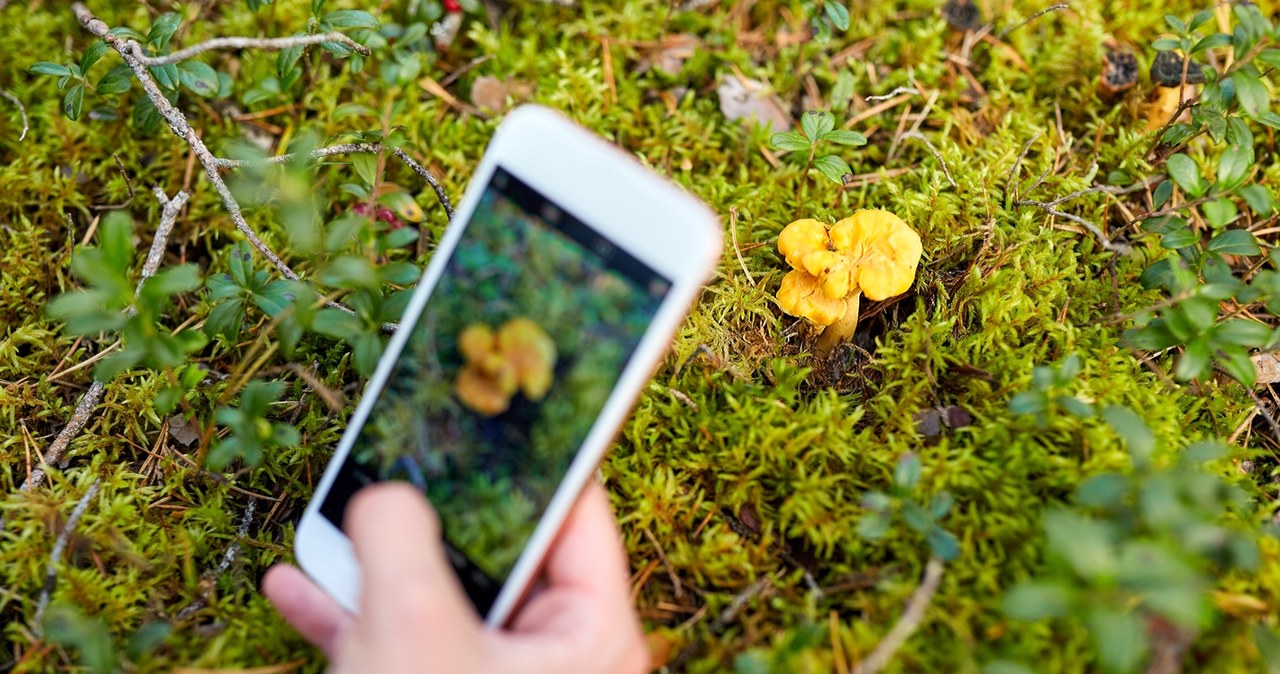 Aplikacje pomagają w identyfikowaniu grzybów /Pixel