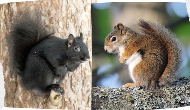 Apokalipsa wiewiórek. Nadciągnęła czarna i czerwone znikają