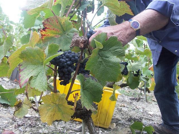 aprojektowana nowelizacja ustawy będzie znaczącym krokiem ku usprawnieniu systemu uprawy winorośli /&copy; Bauer