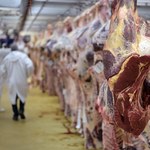 Arabia Saudyjska wprowadza embargo na naszą wołowinę
