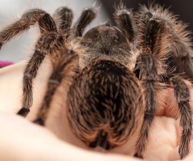 Arachnofobia: Co to jest, objawy, jak leczyć?