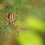 Arachnofobia - przyczyny i objawy lęku przed pająkami