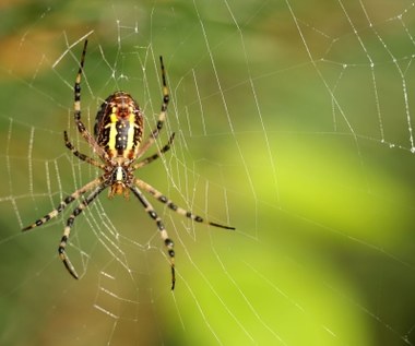 Arachnofobia - przyczyny i objawy lęku przed pająkami