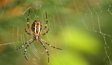 Arachnofobia - przyczyny i objawy lęku przed pająkami