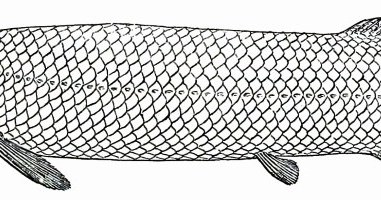 Arapaima /Wikipedia