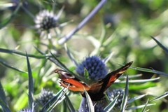 Arboretum i Alpinarium w Rogowie