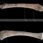 Archeolodzy odkryli w Alpach najstarsze ślady zabiegu porodowego