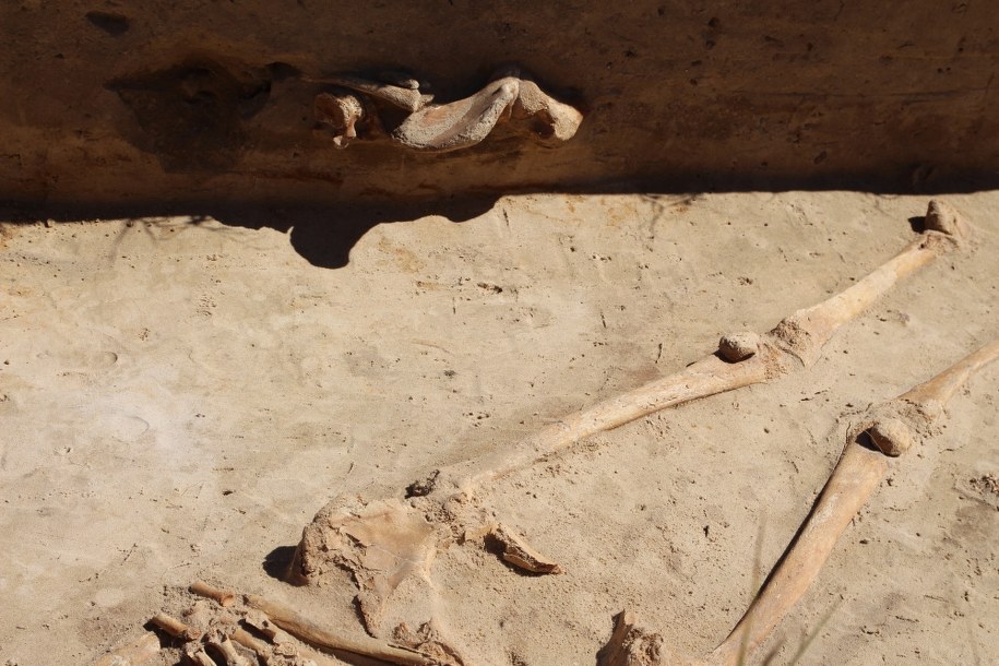 Archeolodzy przygotowali kilka stanowisk. Na jednym z nich odkryli cmentarz /Monika Paluszkiewicz/UMIG Murowana Goślina.  /