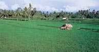 Archipelag Malajski, Jawa, pola ryżowe w okolicy Banyuwangi /Encyklopedia Internautica