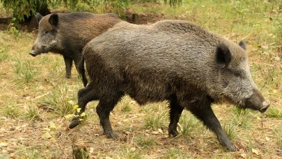 Ardanowski: Myśliwi dostaną pieniądze za odstrzał dzików 