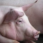 ​Ardanowski: Wprowadzenie podatku od mięsa byłoby ciosem dla rolnictwa