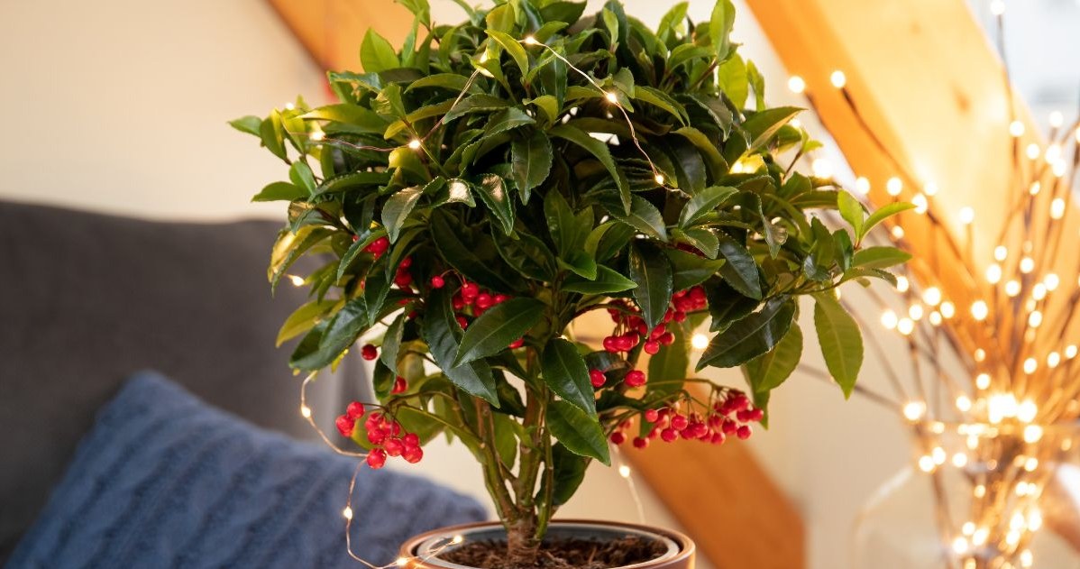 Ardizja drzewiasta to piękna świąteczna roślina o egzotycznym pochodzeniu, która potocznie bywa nazywa "kurzym oczkiem" /CanvaPro /INTERIA.PL
