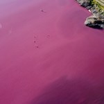 Argentyńska laguna zmieniła kolor na różowy. Co się stało?