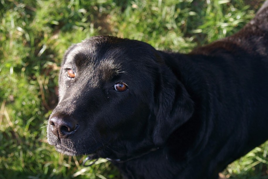 Aria - zdjęcie: Dolnośląski Urząd Celno-Skarbowy we Wrocławiu /RMF24.pl /Radio RMF24