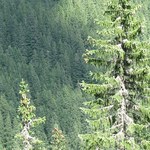 ARiMR: Nabór wniosków na dopłaty do lasów prywatnych trwa 