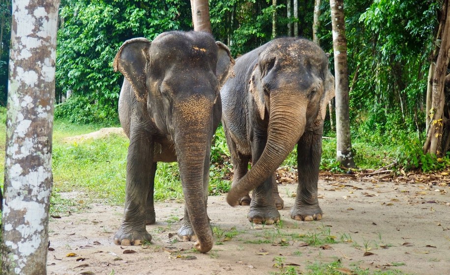Arka Noego XXI wieku. Tak wyglądała spektakularna ewakuacja zwierząt