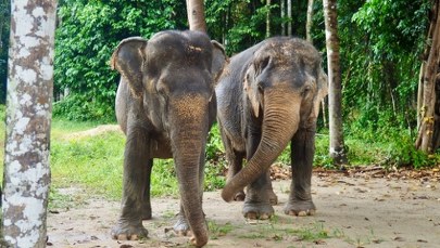 Arka Noego XXI wieku. Tak wyglądała spektakularna ewakuacja zwierząt