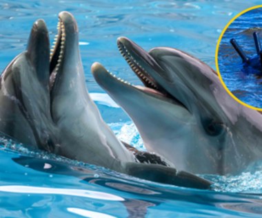 Armia USA umieściła kamery na…delfinach szkolonych do szukania podwodnych min. Co robiły na wolności?