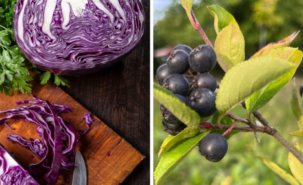 Aronia i czerwona kapusta uchronią Cię przed Alzheimerem? Odkrycie polskich naukowców 