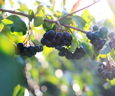 Aronia: Jak ją najlepiej wykorzystać? 