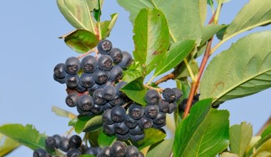 Aronia obrodzi jak nigdy. Musisz jednak pamiętać o tym zabiegu wiosną