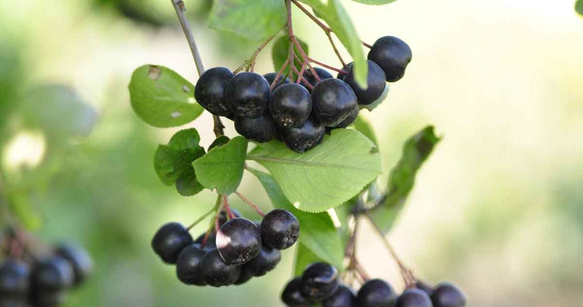 Aronia pozytywnie wpływa na wzrok /123RF/PICSEL