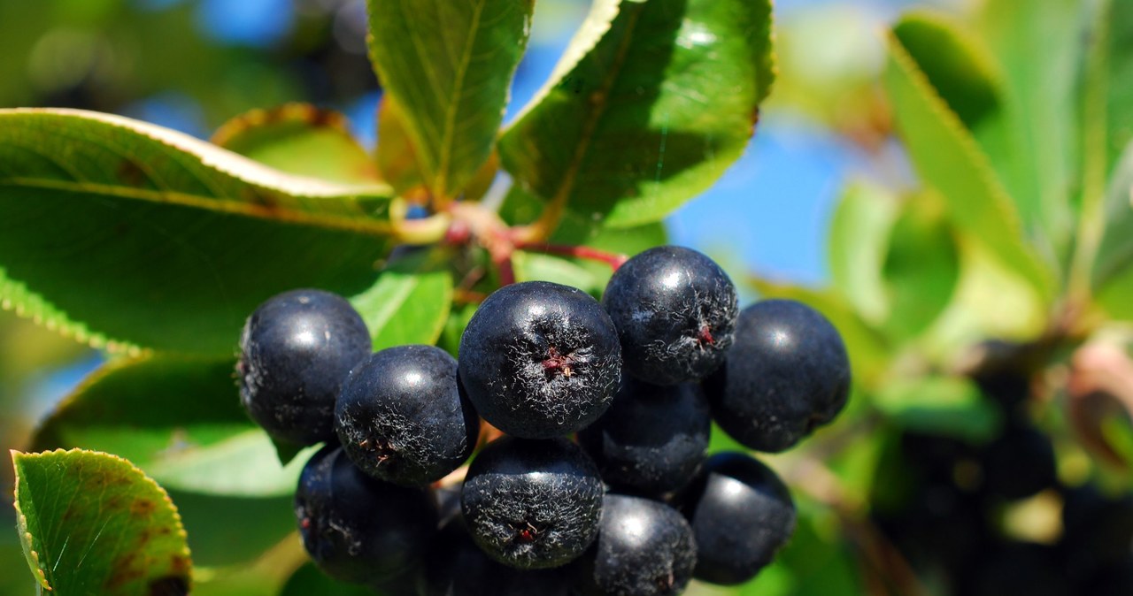 Aronia przyczynia się do wzrostu dobrego HDL /123RF/PICSEL