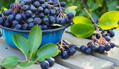 Aronia to najlepsze źródło antyoksydantów. Sercowcy powinni jeść garściami