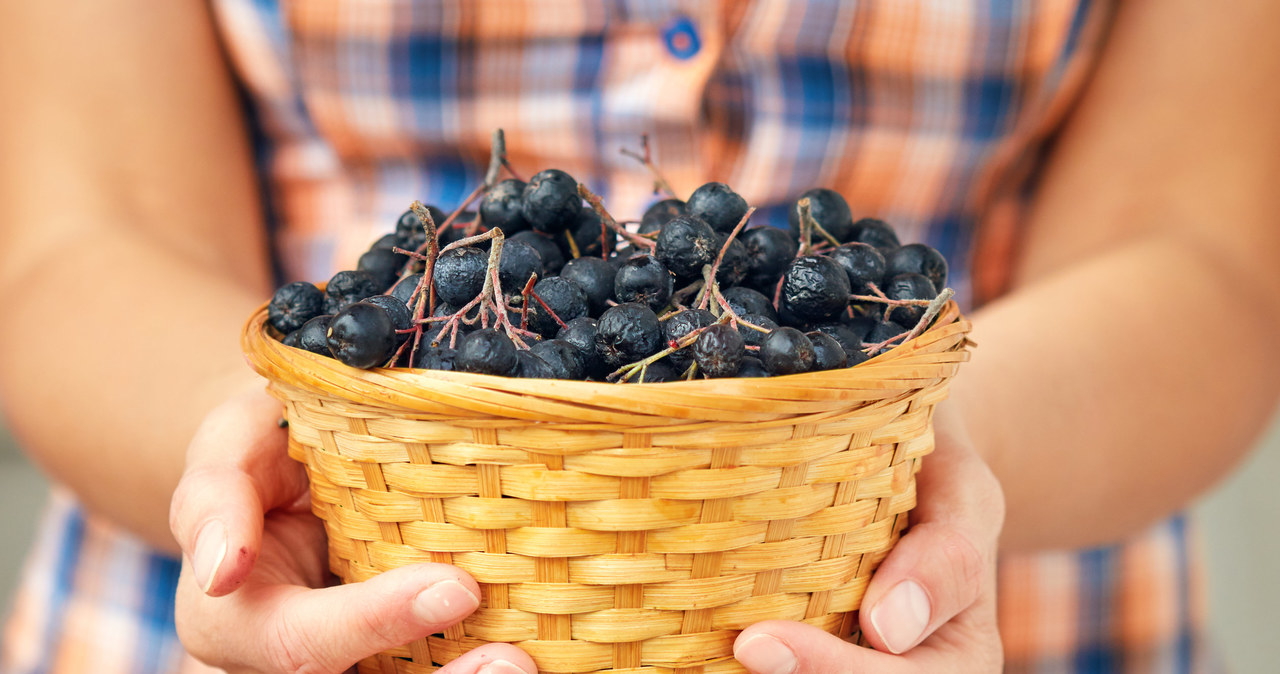 Aronia to owoc, który ma wiele cennych właściwości? /123RF/PICSEL