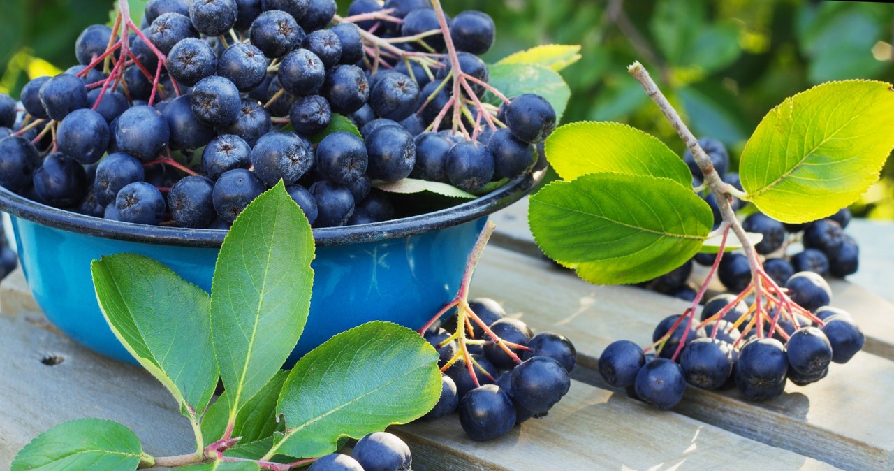 Aronia wspaniale walczy z wolnymi rodnikami, jest bogatym źródłem witamin A, C oraz E /123RF/PICSEL