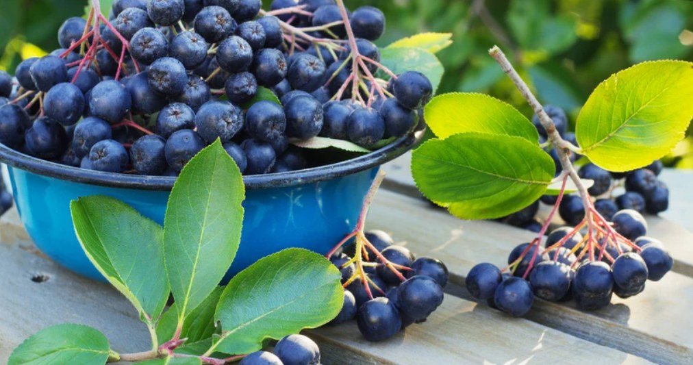 Aronia wyda liczne plony po zastosowaniu nawozu z pokrzywy. /123rf.com /INTERIA.PL