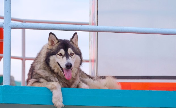 Art odnaleziony. Policjanci pomogli skradzionemu psu wrócić do domu