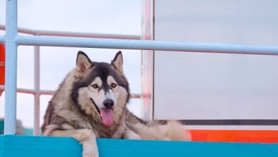 Art odnaleziony. Policjanci pomogli skradzionemu psu wrócić do domu