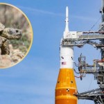 Artemis 2 leci w stronę Księżyca. Nie człowiek był tam pierwszy, a żółw
