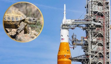 Artemis 2 leci w stronę Księżyca. Nie człowiek był tam pierwszy, a żółw