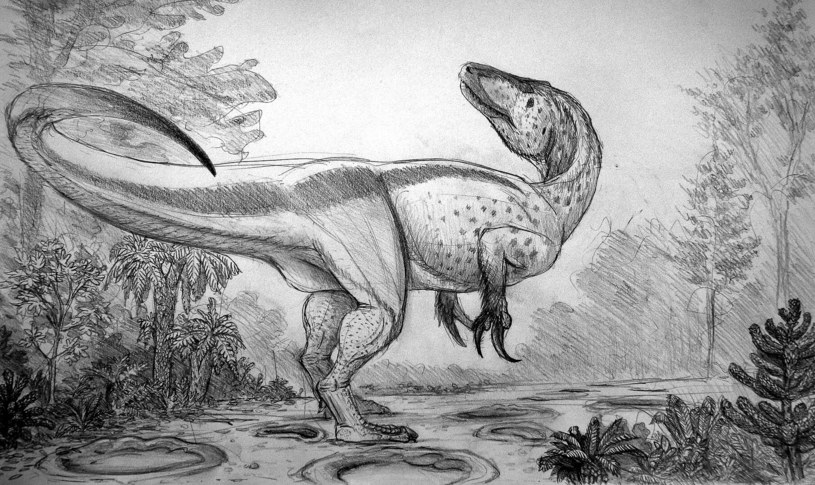 Artystyczna wizja Megaraptora, jednego z reprezentantów megaraptorydów. Megaraptorydy zaliczane są do kladu teropodów zwanych koelurozaurami, który obejmuje tyranozaury i raptory /Alexander Thomas Lovegrove /Wikipedia