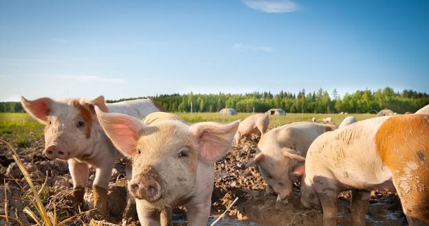 ASF jest prawie w 100 proc. śmiertelny dla świń domowych i dzików /&copy;123RF/PICSEL