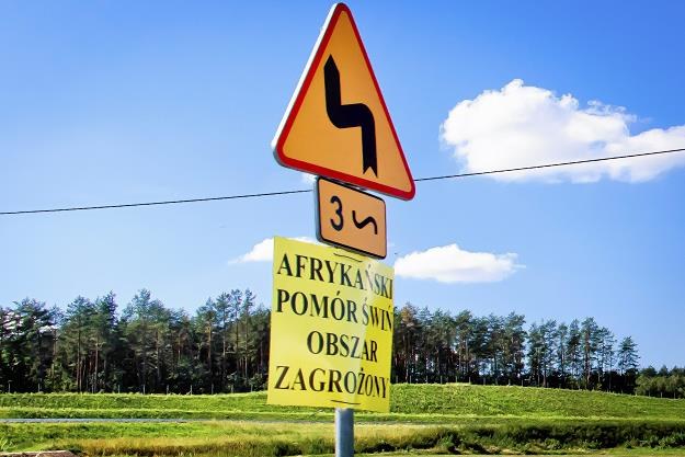ASF odkryto teraz w woj. lubelskim. Fot. Marcin Onufryjuk /AGENCJA GAZETA