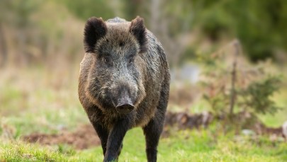 ASF u dzików. Zakaz wstępu do lasów w Gdyni 