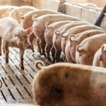 afrykański pomór świń ASF u trzody chlewnej. Wykryto jedno z największych ognisk w Polsce