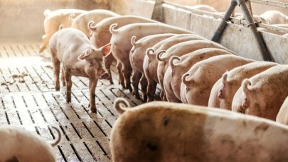 ASF u trzody chlewnej. Wykryto jedno z największych ognisk w Polsce