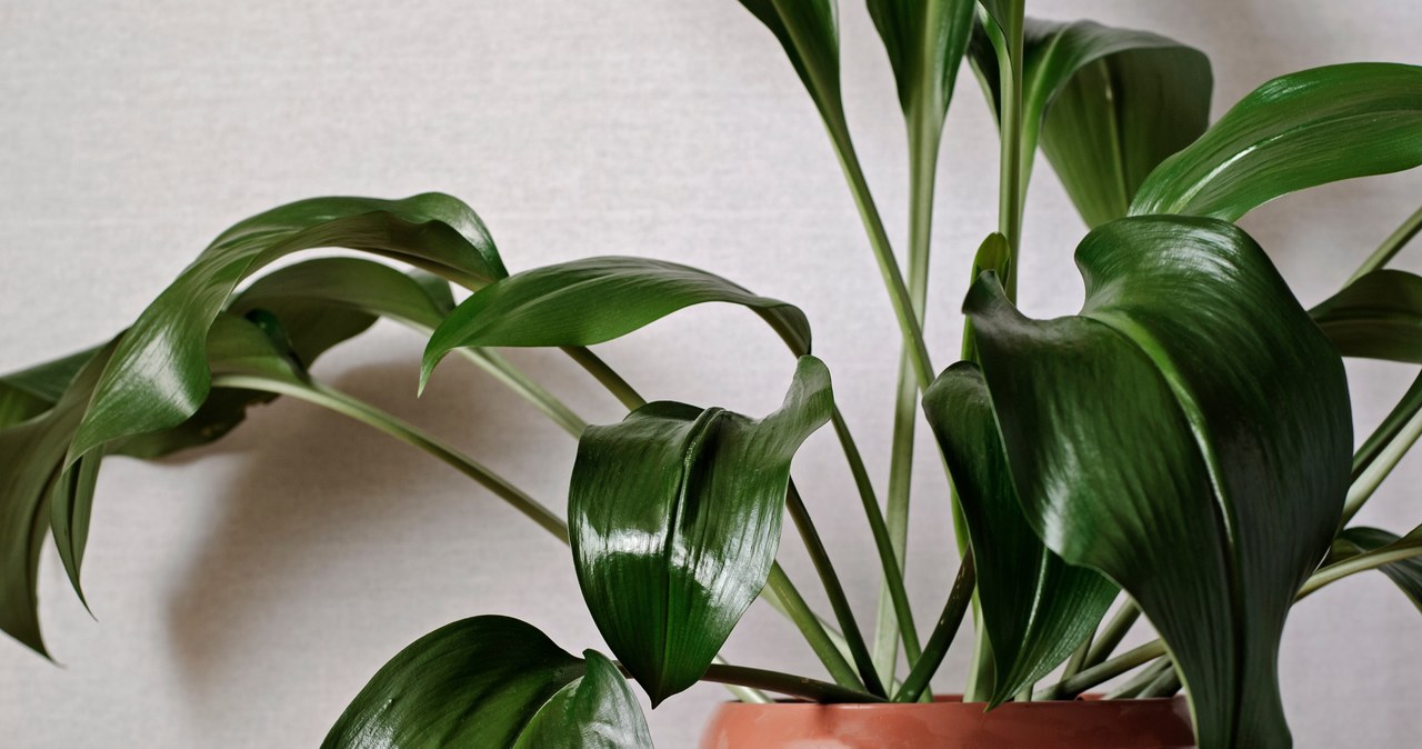 Aspidistra jest świetną alternatywą skrzydłokwiatu. //123RF/PICSEL /Pixel