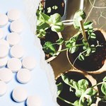Aspiryna w ogrodzie: chroni i odżywia rośliny