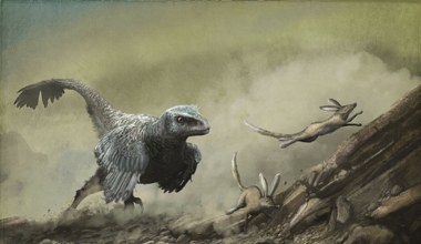 Asteroida wybiła dinozaury, ale ptaki przeżyły. Jak to możliwe?