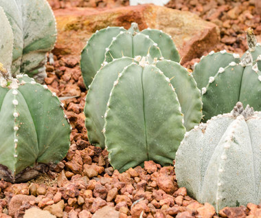 Astrofytum (Czapka biskupia). Uprawa, pielęgnacja