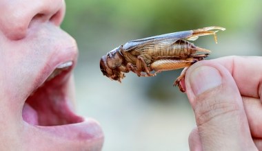 Astronauci będą zajadać się spaghetti z insektami? Wiele na to wskazuje