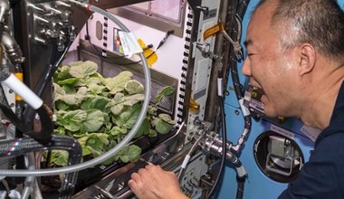 Astronauci zjedli rzodkiewki wyhodowane przez siebie w kosmicznym domu [FILM]